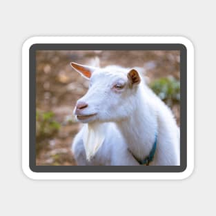 Old Bearded Goat Portrait Magnet