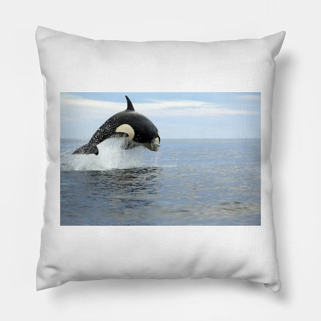 Killer whale hunting (C019/4452) Pillow by SciencePhoto