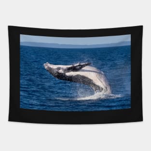 Humpback Whale, Hervey Bay, Queensland Tapestry