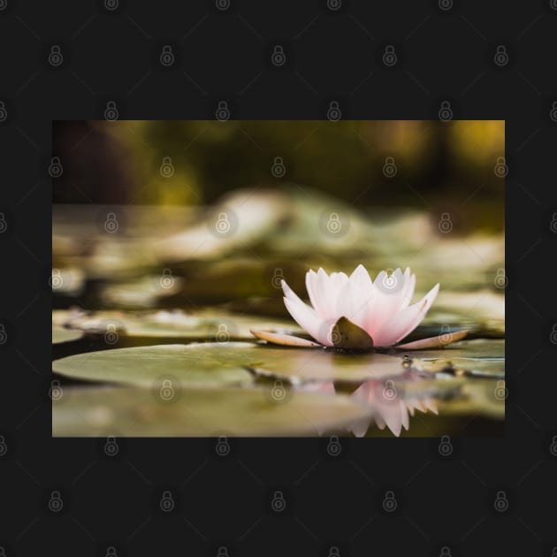 Meditation Wall Art Print - Water Lily Meditation - canvas, Photo print, artboard print, poster Canvas Print by DigillusionStudio