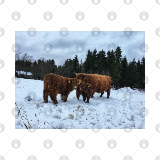 Scottish Highland Cattle Calves and Cow 1603 by SaarelaHighland