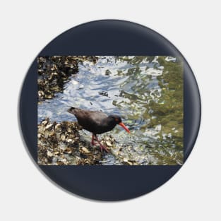 Black Oystercatcher - Coffs Harbour NSW Australia Pin