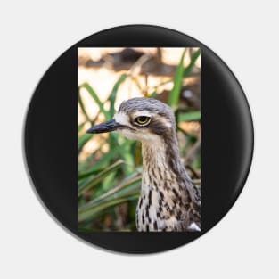 Close up of bush stone curlew bird. Pin