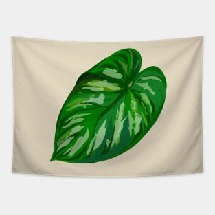 Philodendron 'Plowmanii' Tapestry