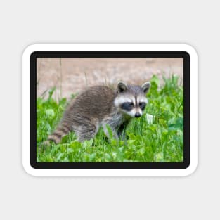 Baby raccoon in a green yard Magnet