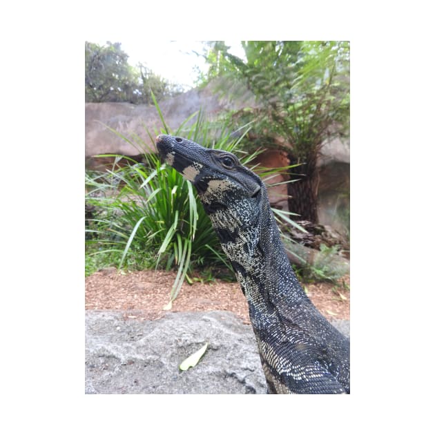 Lace Monitor or Goanna by kirstybush