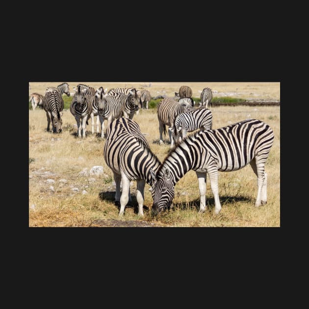 Zebra group. by sma1050