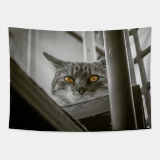 Martina the cat with terribles eyes Tapestry