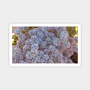 White and Pink Australian Wildflowers Magnet