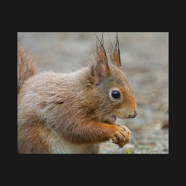 Red squirrel, Formby, England by millroadgirl