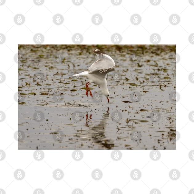 Gull Fishing 01 by fotoWerner