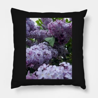 lilac Pillow