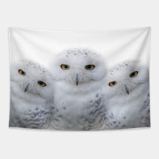 Mother Snowy Owl & Owlets Tapestry