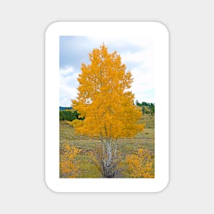 Colorado Aspens Study 32 Magnet