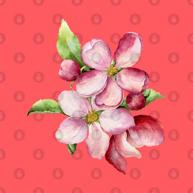 Late Spring Apple Blossoms by lauradyoung