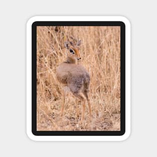 Dik Dik Magnet