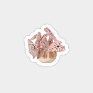 Pink Caladium Illustration, House Plants Magnet