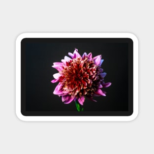 Mambo Dahlia Still LIfe Magnet