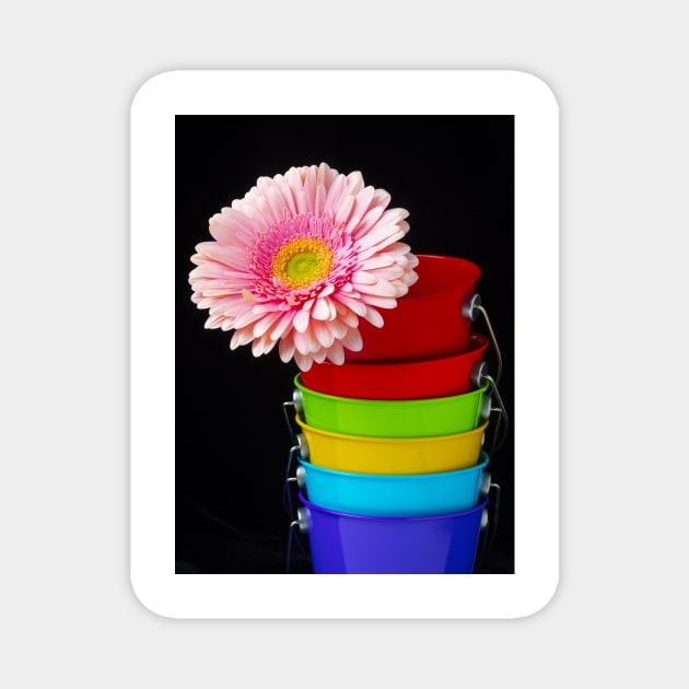 Pink Daisy In Colorful Buckets Magnet by photogarry