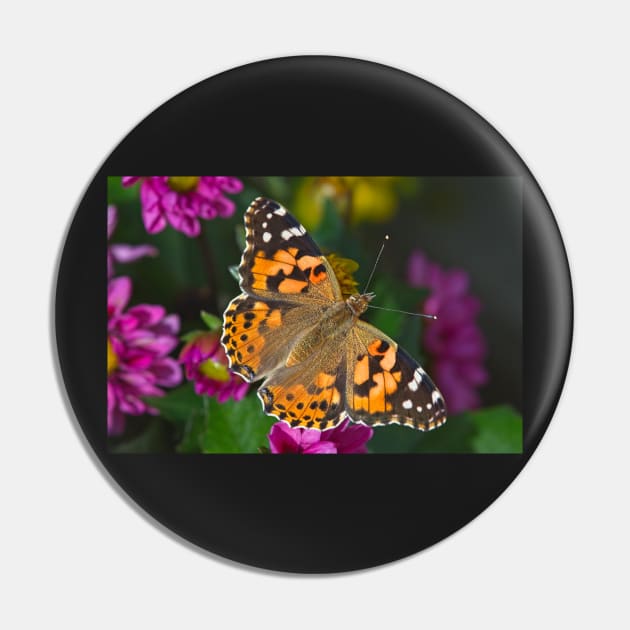 Painted Lady Butterfly (Vanessa cardui) Pin by MartynUK