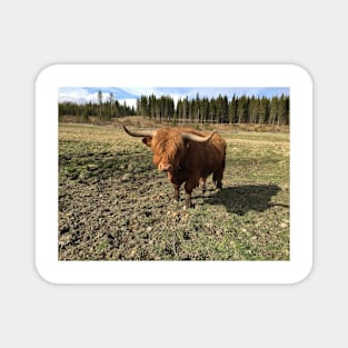 Scottish Highland Cattle Bull 2385 Magnet