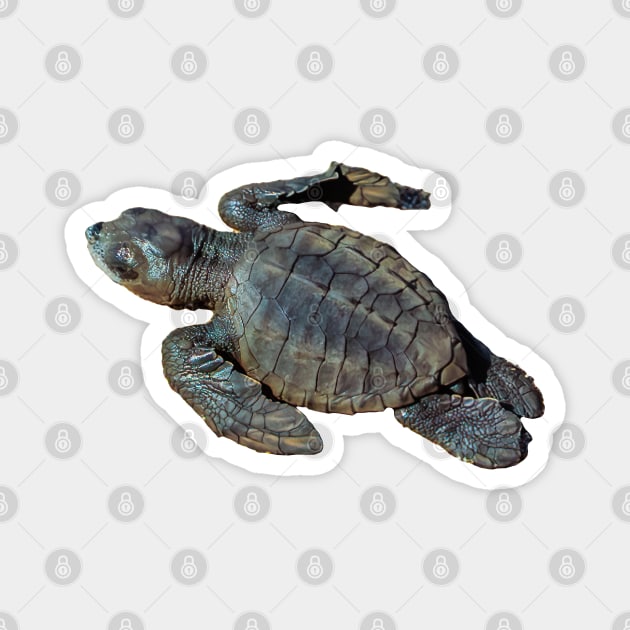 Baby Green Turtle Magnet by dalyndigaital2@gmail.com