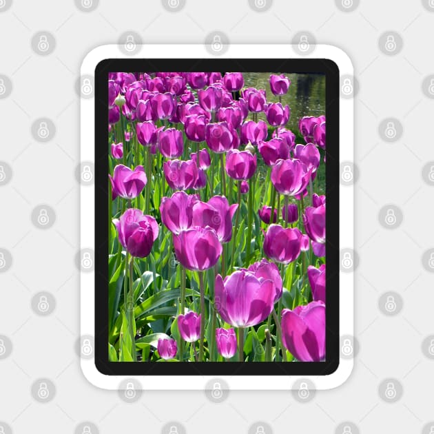 Purple Tulips Magnet by H. R. Sinclair
