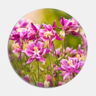 Pink columbines blooming Pin