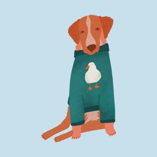 Nova Scotia Retriever in his favorite sweater T-Shirt