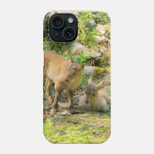 Baby ibexes Phone Case