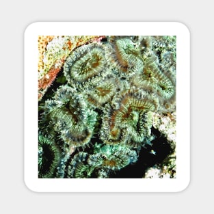 Green Sea Anemone Magnet