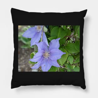 Clematis Fuji-Museme Flowers 1 Pillow