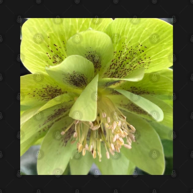 Refreshing Green Winter Hellebore for Deep Healing by Photomersion