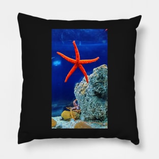 Patrick the starfish in real life! Pillow