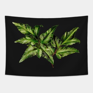 Unknown fern sp - Botanical illustration Tapestry