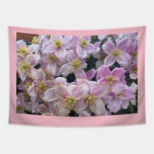 Clematis Tapestry