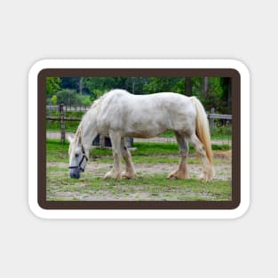 Draft Horse Magnet