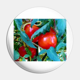 Ripe Red Tomatoes Pin