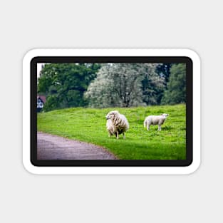 Sheep Magnet