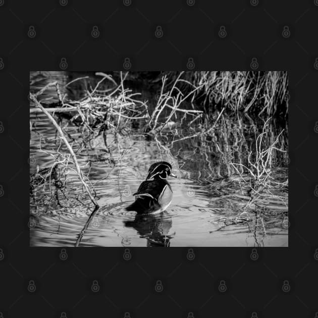 Wood duck in black and white by CanadianWild418