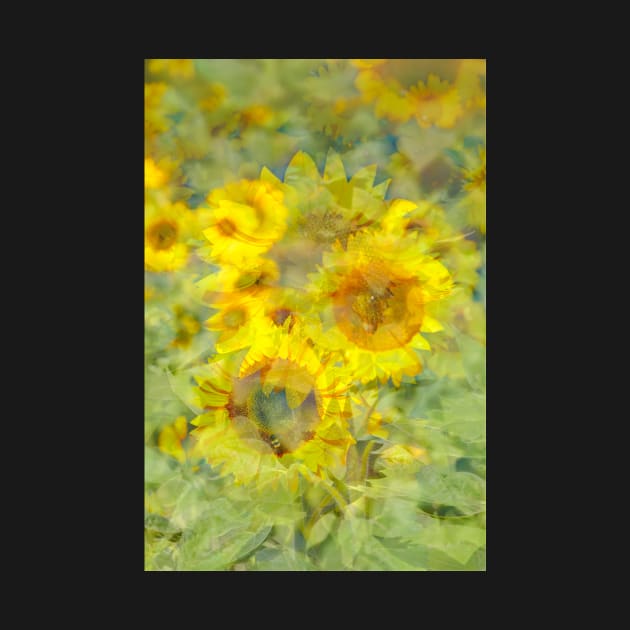 Sunflower, sunflower, abstract, (Helianthus annuus) by Kruegerfoto