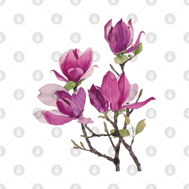 Watercolor magnolia by InnaPatiutko