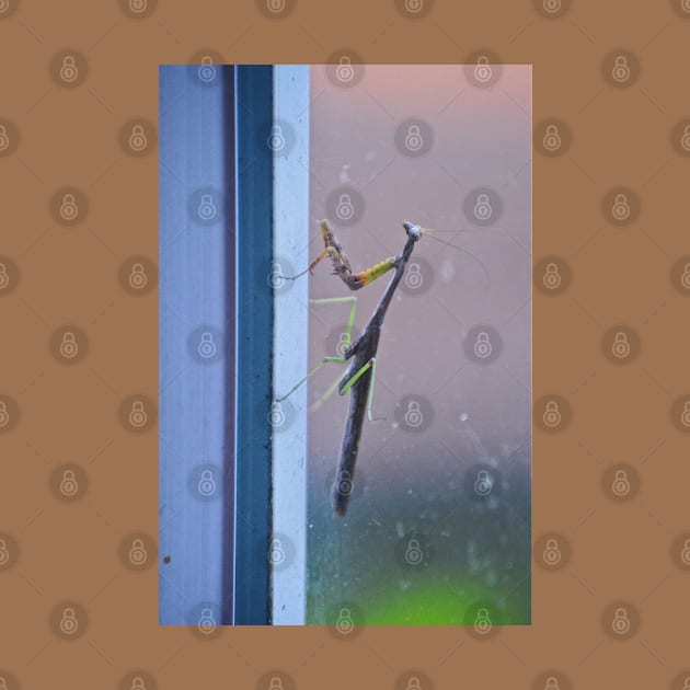 Mantis on a Window - Remix by tessiaphoto