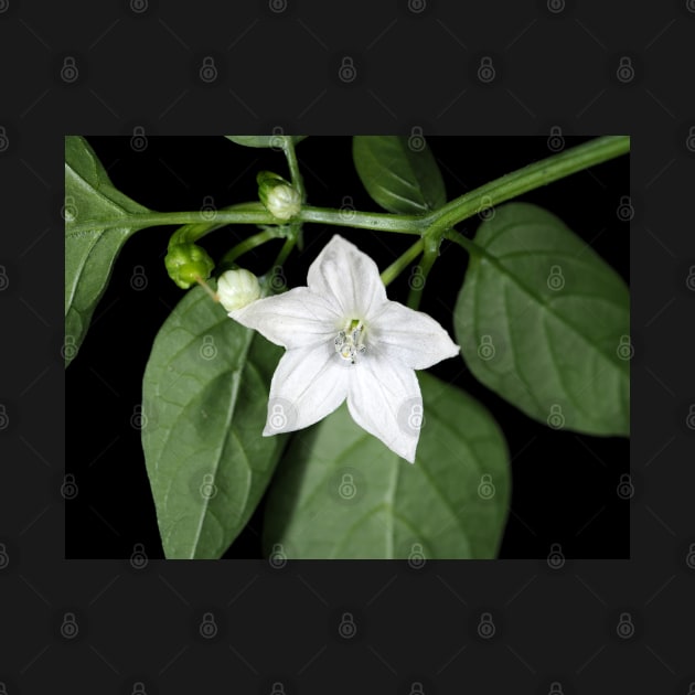 White hot pepper flower (Capsicum annuum cultivar) close-up by SDym Photography