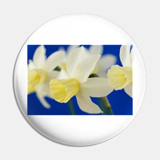 Narcissus  &#39;Sailboat&#39;   AGM    Division 7 Jonquilla  Daffodil Pin
