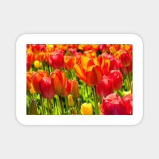 Mass of Tulips Magnet