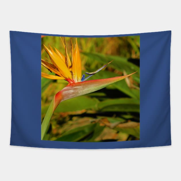 Bird of paradise Tapestry by FriendlyComputerHelp