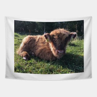 Scottish Highland Cattle Calf 1512 Tapestry