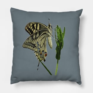 Scarce Swallowtail Butterfly Vector Art Pillow