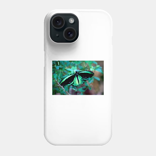 Female Cairns Birdwing Phone Case by GP1746